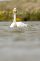 Whooper Swan, Snæfellsnes peninsula, Iceland, June 2022