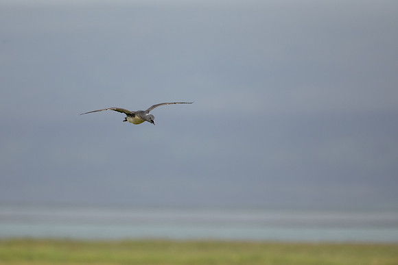 Red-throated Diver, Floi, Iceland, June 2022
