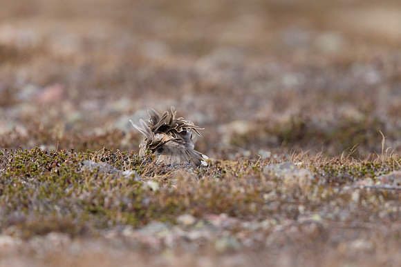 Dotterel, Batsjford, Norway, June 2023