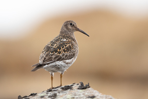 Purple Sandpiper, Raufarhofn, June 2022