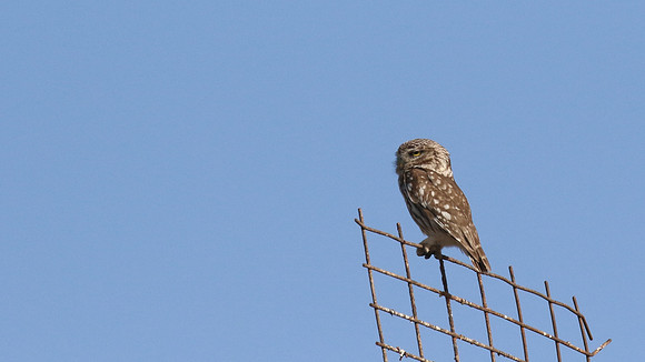 Little Owl, Anarita Park,Cyprus, May 2016