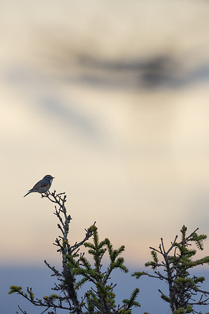 Red-flanked Bluetail, Konttainen, Finland, June 2025