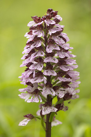 Lady Orchid, Bonsai Bank, May 2024