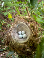 Linnet, Tockington, May 2022
