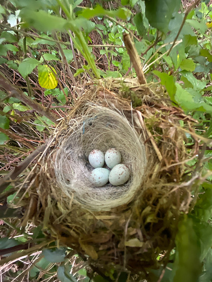 Linnet, Tockington, May 2022