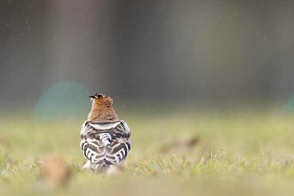 Hoopoe, Swansea, October 2024