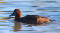 Ferruginous Duck, Slimbridge, January  2015
