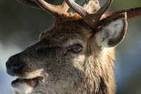 Red Deer, Cairngorms, February 2015