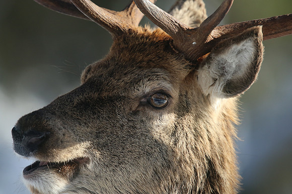 Red Deer, Cairngorms, February 2015