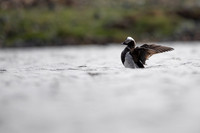 Long-tailed Duck, Raufarhofn, June 2022