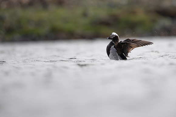 Long-tailed Duck, Raufarhofn, June 2022