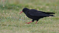 Chough