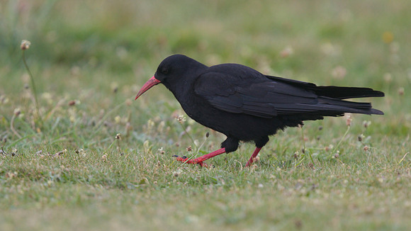 Chough