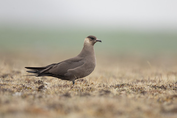 Arctic Skua,Snæfellsnes peninsula, Iceland, June 2022