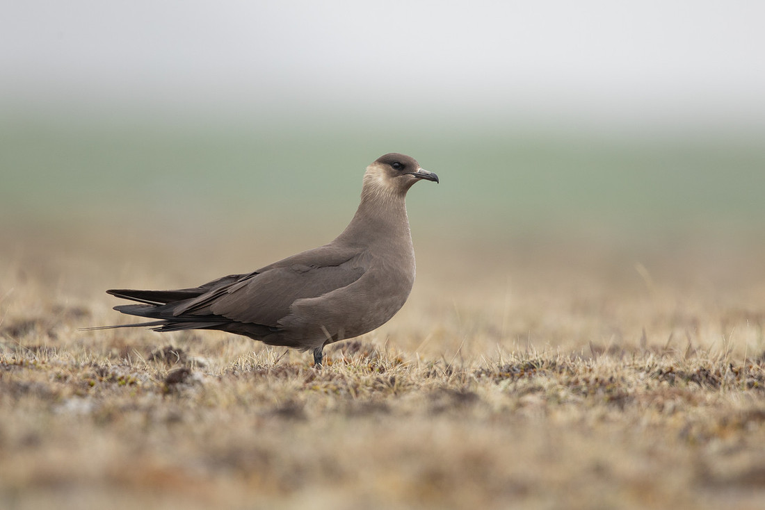 Arctic Skua,Snæfellsnes peninsula, Iceland, June 2022