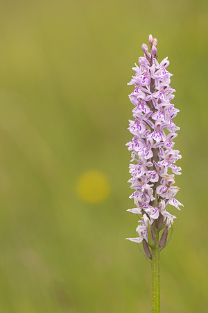 Common Spotted-orchid Orchid, Rudge Hill, June 2024