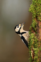 Great Spotted Woodpecker, Milbury Heath, December 2020.