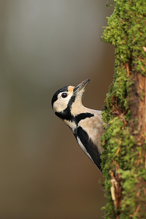 Great Spotted Woodpecker, Milbury Heath, December 2020.