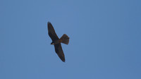 Eleanora's Falcon, Kensington Cliffs 2014