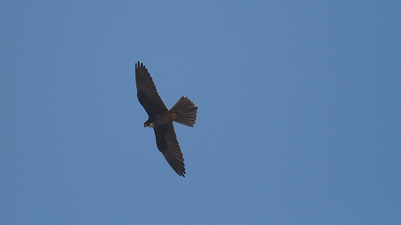 Eleanora's Falcon, Kensington Cliffs 2014
