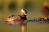 Slavonian Grebe, Iceland, May 2022