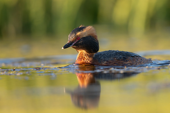 Slavonian Grebe, Iceland, May 2022