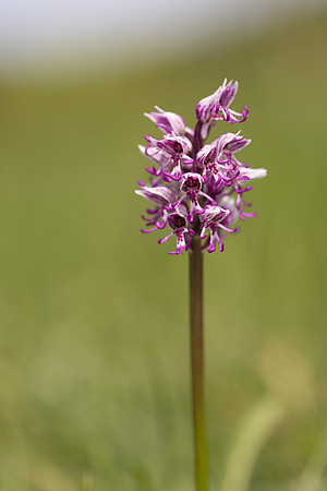 Monkey Orchid, Kent, May 2024