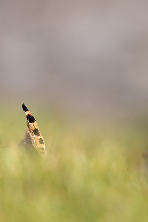 Hoopoe, Swansea, October 2024
