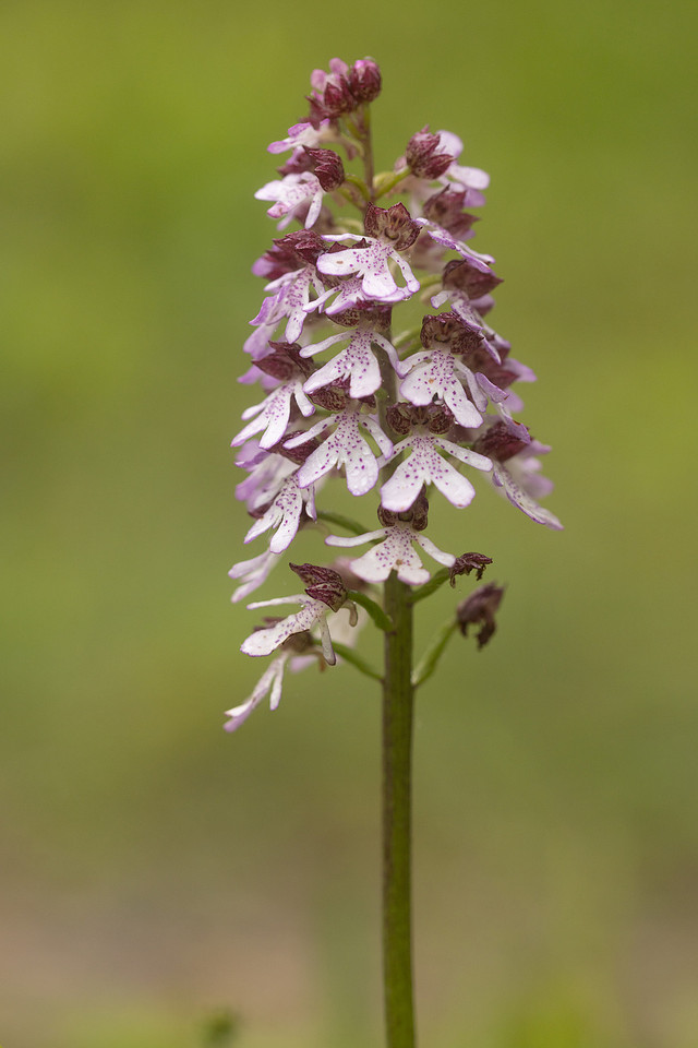 Lady Orchid, Bonsai Bank, May 2024