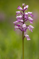 Miltary Orchid, Berkshire, May 2024