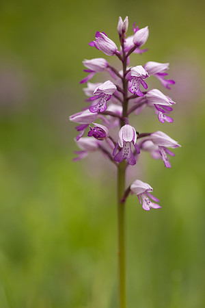 Miltary Orchid, Berkshire, May 2024