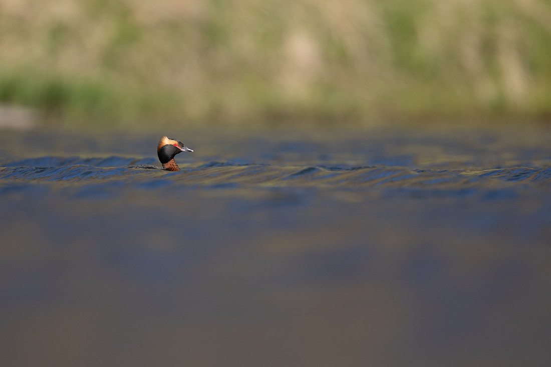 Slavonian Grebe, Iceland, May 2022