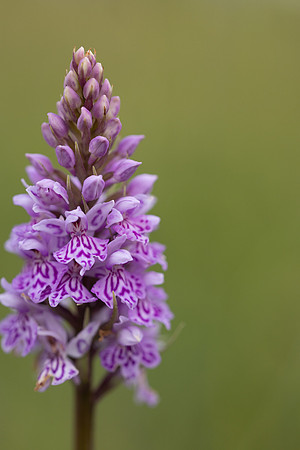 Common Spotted-orchid, Morgans Hill, June 2024