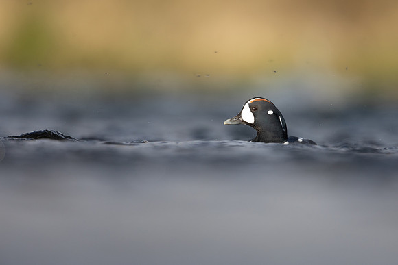 Harlequin Duck,  River Laxa, Iceland, May 2022