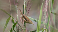 Reed Warbler, RSPB Ham Wall 2014
