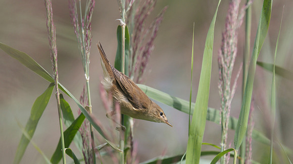 Reed Warbler, RSPB Ham Wall 2014