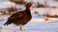 Red Grouse, Lochindorb, Feb 2015