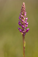 Marsh Fragant-Orchid
