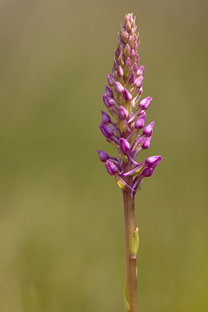 Marsh Fragrant-orchid Kenfig, June 2024