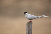 Arctic Tern, Iceland, June 2022