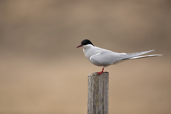 Arctic Tern, Iceland, June 2022