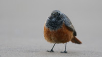 Eastern Black Redstart, Skinningrove, November 2016