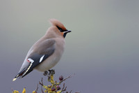 Waxwing, Rodbrough Common, January 2024
