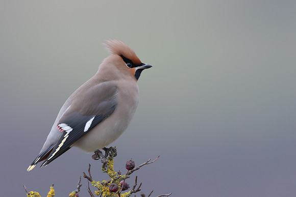 Waxwing, Rodbrough Common, January 2024