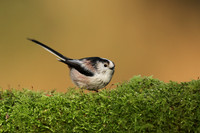Long-tailed Tit, Milbury Heath, December 2020.