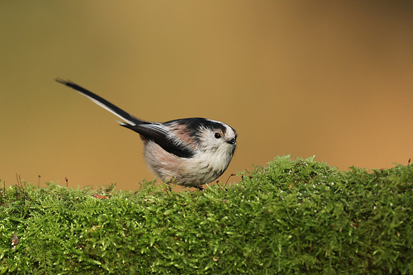 Long-tailed Tit, Milbury Heath, December 2020.