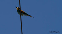 Bee Eater, Larnaca, 2014