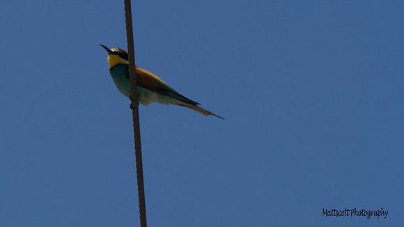 Bee Eater, Larnaca, 2014