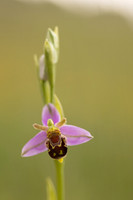 Bee Orchid, Minchinhampton Common, June 2024
