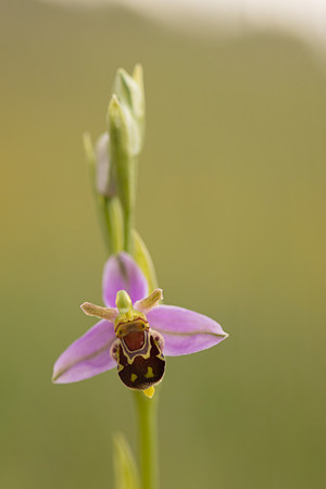 Bee Orchid, Minchinhampton Common, June 2024